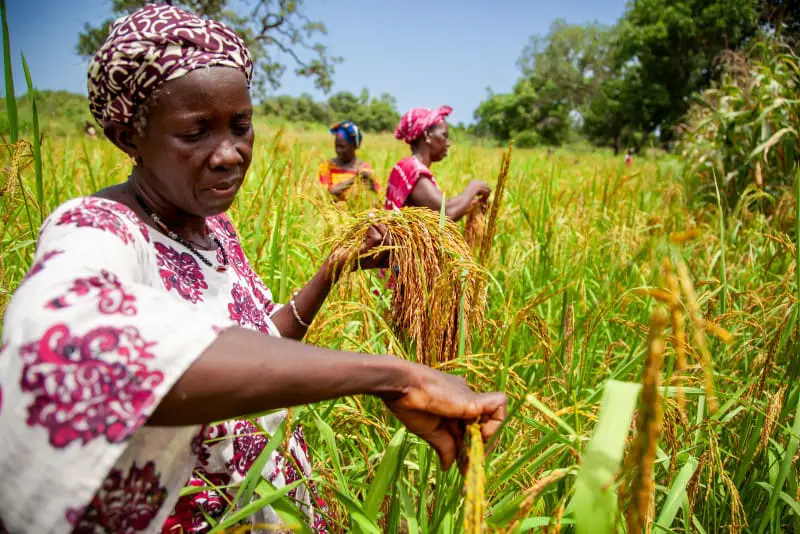 Malgré les perturbations mondiales, le FMI prévoit une croissance de 4,5% en 2026 et 2027 des pays de l’Afrique subsaharienne