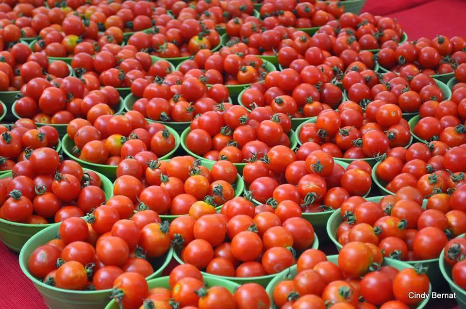 Nouakchott : montée en flèche des prix des tomates atteignant désormais 3500 ouguiyas